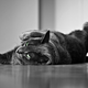 Illustration for article titled Shooting Challenge Pets Gallery 6